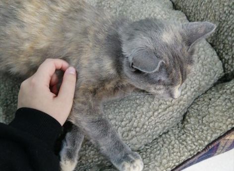 Никакой политики, только котики // ФОТОРЕПОРТАЖ СИА-ПРЕСС  