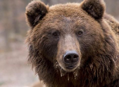 Югорчан попросили не ходить медвежьими тропами