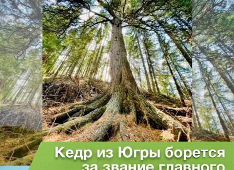 250-летний кедр из Югры поборется за звание главного дерева России
