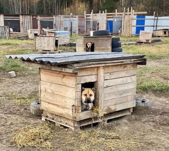 Человек собаке друг