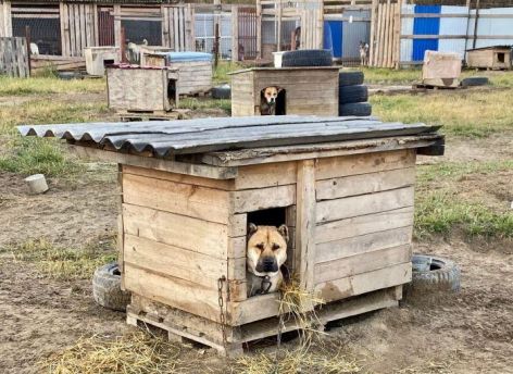 Правительство Югры профинансирует создание приютов для бродячих животных в муниципалитетах