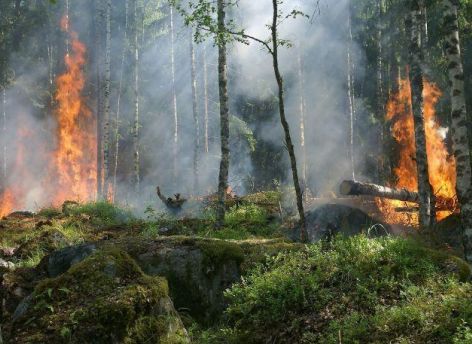 Еще два лесных пожара потушили в ХМАО