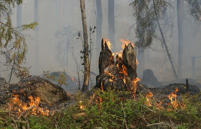 Большинство природных пожаров в Югре произошли по вине человека
