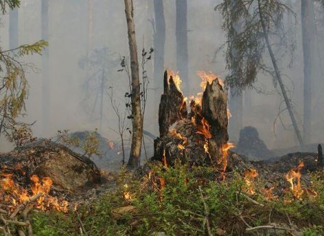 Грозы «подожгли» леса в Югре