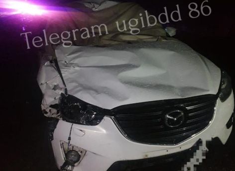В Югре лось выскочил на дорогу перед иномаркой: животное погибло, водитель пострадал