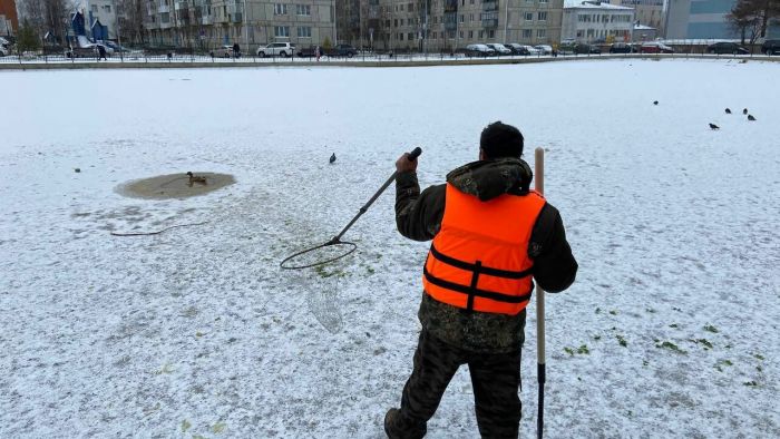 В Югорске спасли уток, которые не летели зимовать на юг