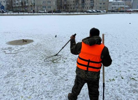В Югорске спасли уток, которые не летели зимовать на юг