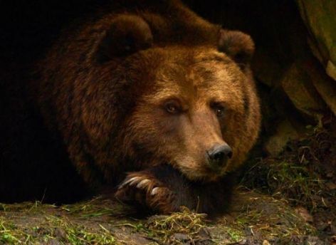 В Нижневартовске рядом с жилыми домами заметили медведя