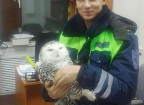 Автоинспекторы Югры спасли краснокнижную птицу