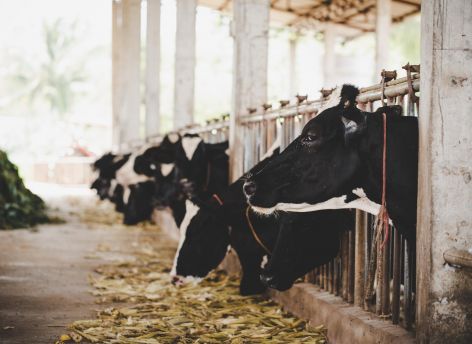 В ветслужбе Югры рассказали, что будет, если скрыть болезнь или падеж сельскохозяйственных животных 