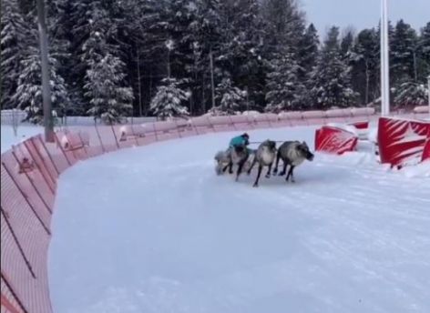 Оленеводы из Сургутского района стали лучшими в ХМАО