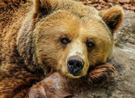 В Югре медведи начали выходить из зимней спячки