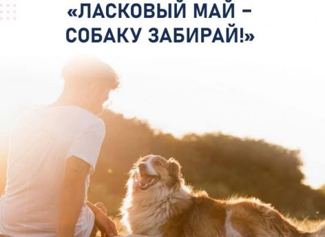 ​Югорчанам предлагают взять четвероногого друга из приюта