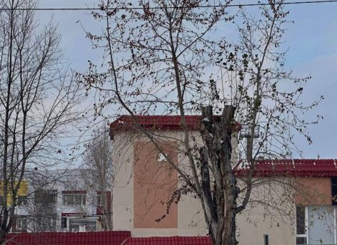 В Сургуте обрезали тополя 