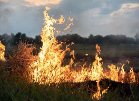 Югорчанин устроил лесной пожар из-за самодельной печи