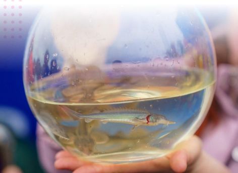 Югорчане отправят в большое плавание именных осетров