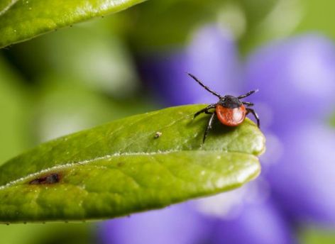 В Югре резко выросло число пострадавших от укусов клещей