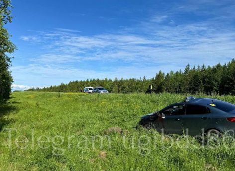 На югорской трассе столкнулись Kia и лось