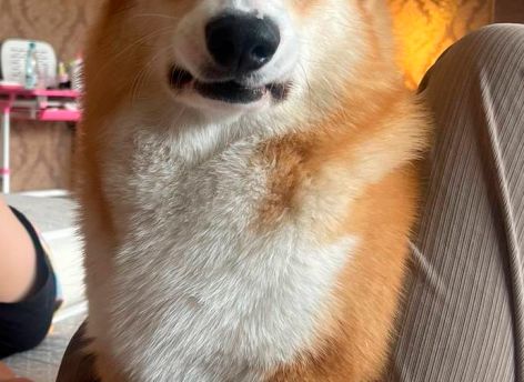 История со счастливым концом: сургутяне неделю искали корги по кличке Месси
