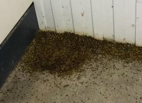 ​Югорчане пожаловались на нашествие неизвестных насекомых