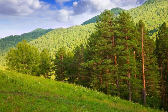В Югре выросло число случаев бешенства