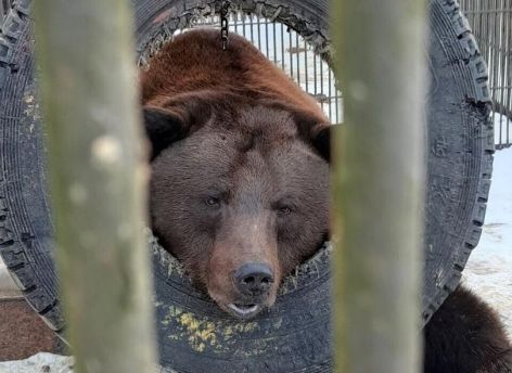 В Югре медведи начали выходить из зимней спячки