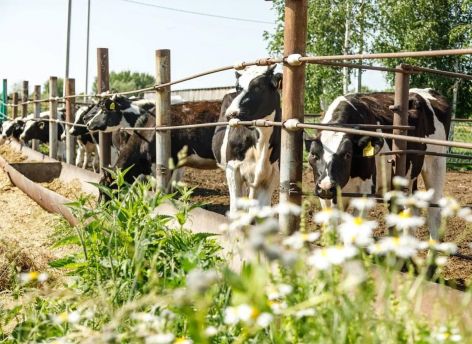 ​В 2025 году Югра направит более 2 миллиардов рублей на поддержку агропромышленного комплекса