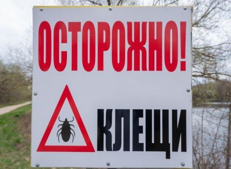 Как избавиться от клещей и обезопасить участок // СИА-ПРЕСС ОТВЕЧАЕТ
