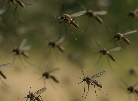 Биолог: к концу мая в Сургуте начнется нашествие комаров