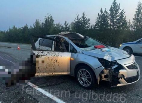 ​В Югре лось угодил под колеса автомобиля