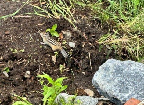 В парке «Кедровый Лог» завелись бурундуки – горожане прозвали их Чип и Гайка