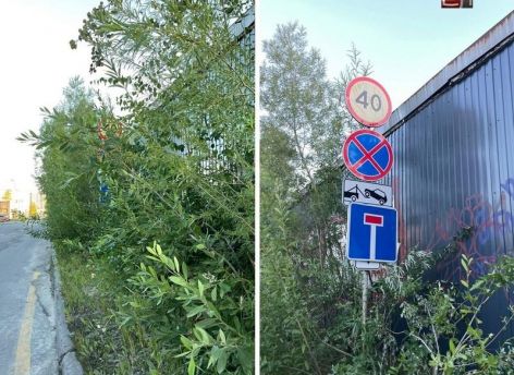 «Знак в кустах»: сургутяне жалуются на неожиданное перекрытие улицы Музейной