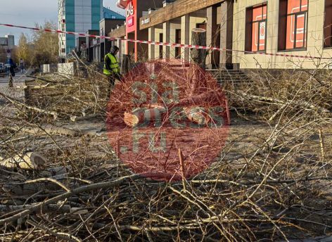 Жители Сургута пожаловались на вырубку деревьев в центре города