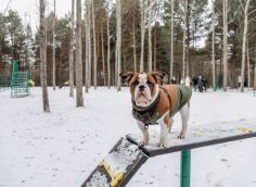 ​В Сургуте появилась еще одна площадка для выгула собак — в парке «За Саймой»