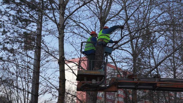 Только за октябрь в Сургуте обрезали более 500 тополей на ключевых магистралях города