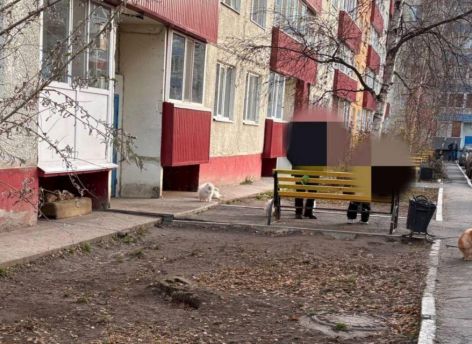 ​Свободный выгул закончился штрафом: в Сургуте хозяйку 15 шпицев привлекли к ответственности