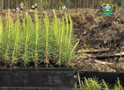 В теплицах Тюменской области высадят миллионы сеянцев сосны для восстановления лесов
