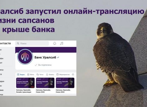 Уралсиб запустил онлайн-трансляцию жизни сапсанов на крыше банка