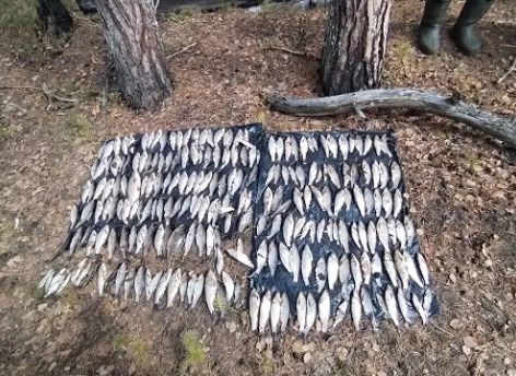 В Югре вахтовик из Самарской области выловил сотни рыб и уголовное дело