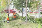 Сургутские службы начали обрезку деревьев на улицах города