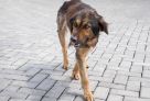 В Югре суд оштрафовал мужчину, который расстрелял бродячих собак на месторождении
