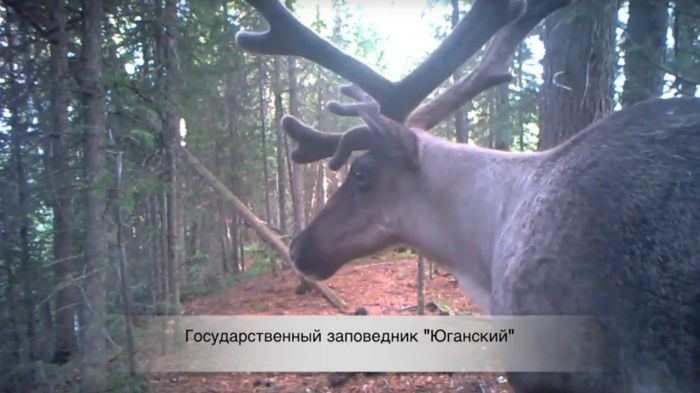 Краснокнижный олень и медведь попали в фотоловушку Юганского заповедника