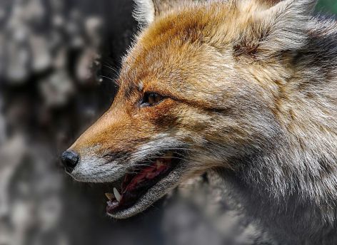 Сотрудник Росгвардии из Югры во время отпуска спас ребенка от нападения дикого зверя