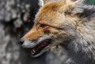 Сотрудник Росгвардии из Югры во время отпуска спас ребенка от нападения дикого зверя