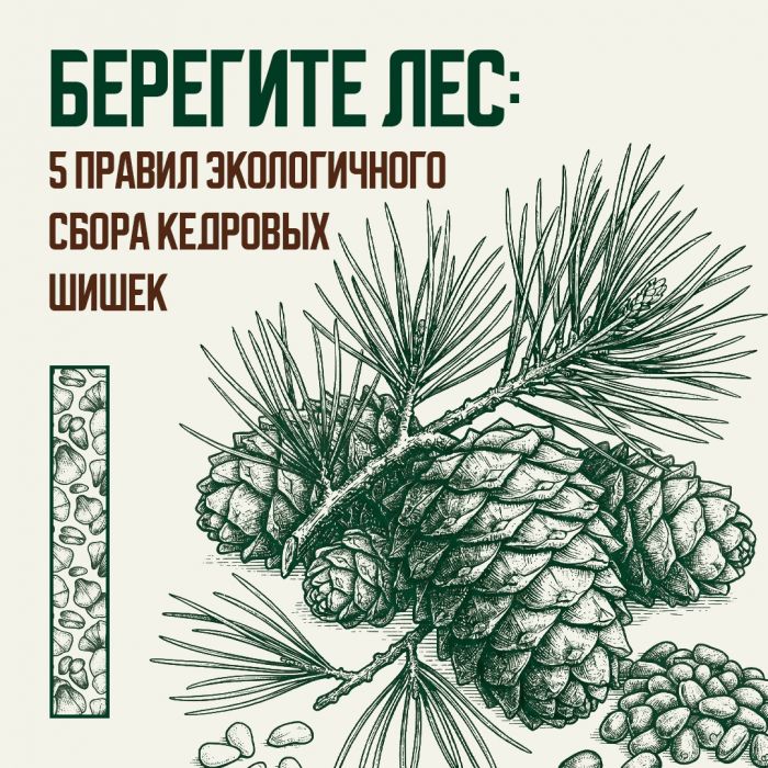 ​Не ломать ветки и не сбивать шишки: в Югре напомнили правила сбора кедрового ореха