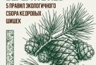 Не ломать ветки и не сбивать шишки: в Югре напомнили правила сбора кедрового ореха