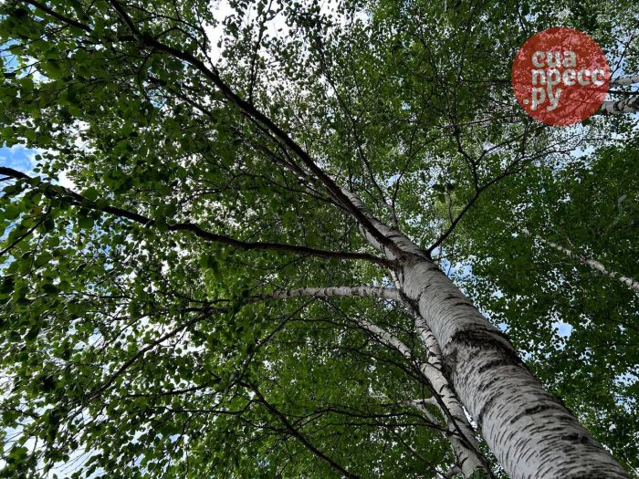​На трех улицах Сургута проведут обрезку деревьев