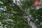 На трех улицах Сургута проведут обрезку деревьев