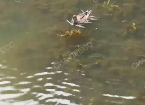 Вода в сургутской Сайме стала прозрачнее // ВИДЕО