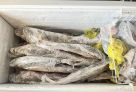 Полиция нашла у югорчанина в морозилке краснокнижных осетров на 6 миллионов рублей